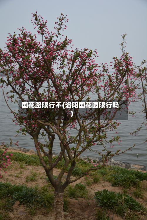 国花路限行不(洛阳国花园限行吗)