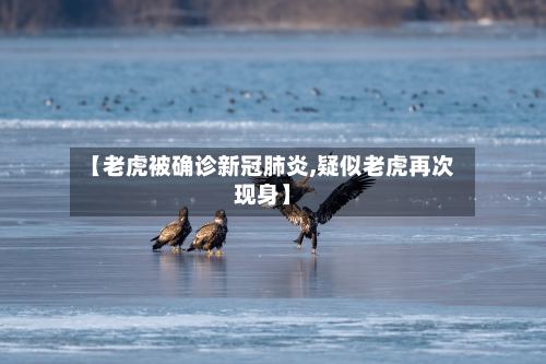 【老虎被确诊新冠肺炎,疑似老虎再次现身】