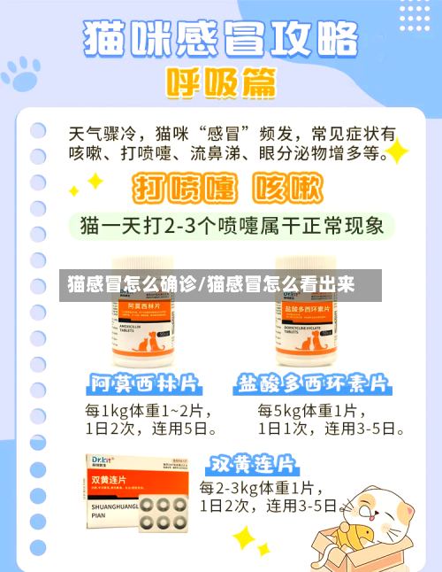 猫感冒怎么确诊/猫感冒怎么看出来